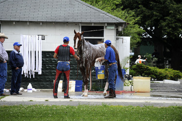California Chrome bei den Belmont Stakes 2014, Elmont