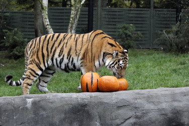Halloween bei den Sibirischen Tigern, Hamburg