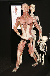 'Körperwelten - Eine Herzenssache' Pressekonferenz, Hamburg