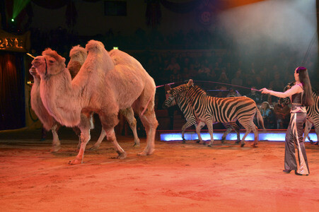 Premiere der 3. Winterspielzeit des Circus Krone in München