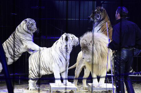 Premiere der 2. Winterspielzeit 2018 des Circus Krone in München