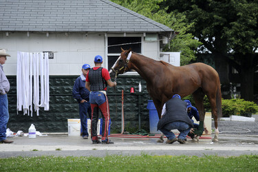 California Chrome bei den Belmont Stakes 2014, Elmont