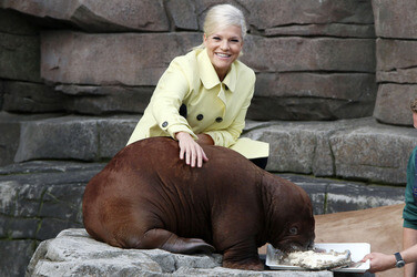 Walross Taufe im Tierpark Hagenbeck, Hamburg