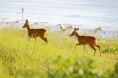 Rehe im Ostseebad Binz auf Rügen