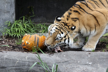 Halloween bei den Sibirischen Tigern, Hamburg