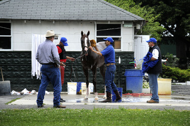 California Chrome bei den Belmont Stakes 2014, Elmont