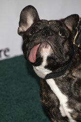 The US-Ireland Alliance Pre-Academy Awards Honors Event, Santa Monica