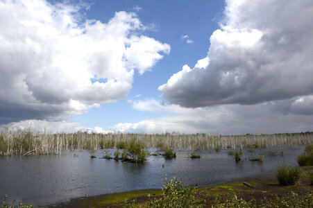 Totes Moor in Neustadt