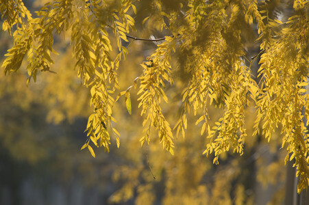 Symbolfoto Herbst