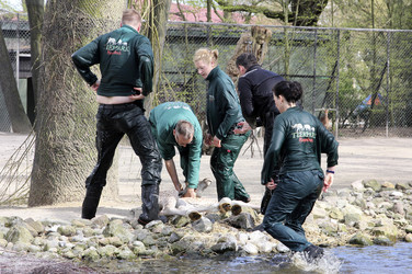 Giraffenunfall im Tierpark Hagenbeck, Hamburg
