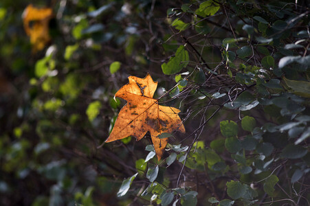 Symbolfoto Herbst