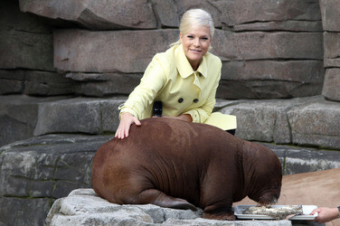 Walross Taufe im Tierpark Hagenbeck, Hamburg