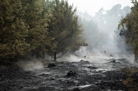 Waldbrandbekämpfung bei Treuenbrietzen