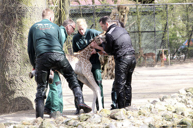 Giraffenunfall im Tierpark Hagenbeck, Hamburg