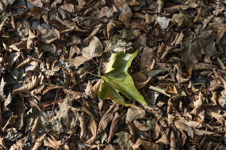 Symbolfoto Herbst