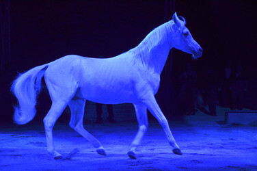 'Evolution' Weltpremiere im Circus Krone, München