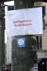 Geflügelpest in Berlin