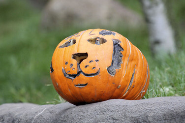 Halloween bei den Sibirischen Tigern, Hamburg