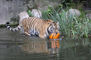 Halloween bei den Sibirischen Tigern, Hamburg