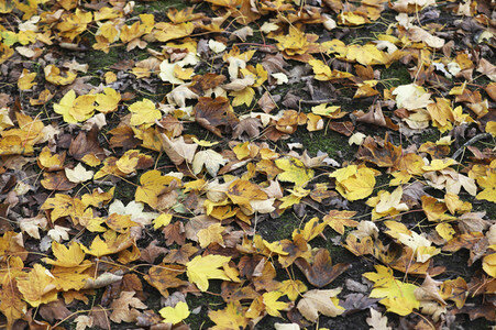 Herbstimpression Berlin