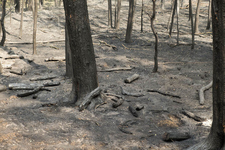Waldbrandbekämpfung bei Treuenbrietzen