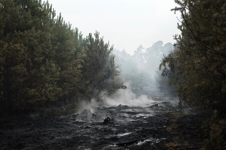 Waldbrandbekämpfung bei Treuenbrietzen