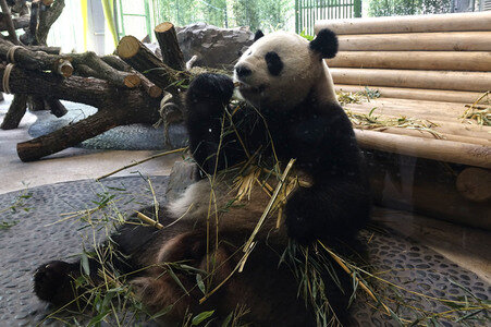 Eröffnung der Pandabären-Anlage im Zoo Berlin