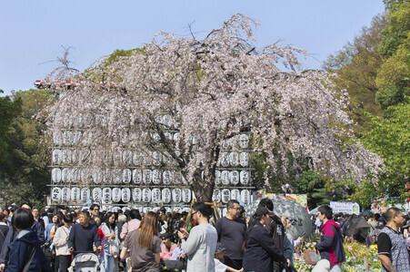 Kirschblüte in Tokio