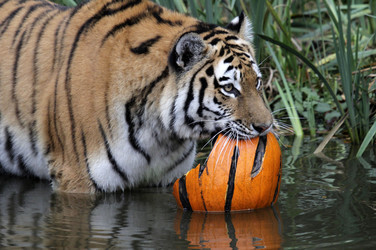 Halloween bei den Sibirischen Tigern, Hamburg