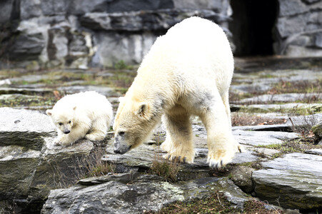 Fototermin mit Eisbärbaby in Berlin