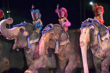 'Evolution' Weltpremiere im Circus Krone, München