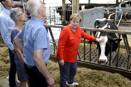 Angela Merkel besucht einen Milchbauernhof in Nienborstel