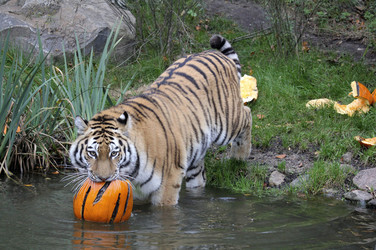 Halloween bei den Sibirischen Tigern, Hamburg