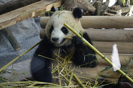 Eröffnung der Pandabären-Anlage im Zoo Berlin