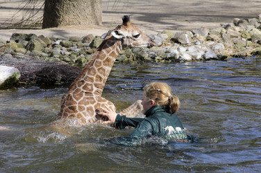 Giraffenunfall im Tierpark Hagenbeck, Hamburg