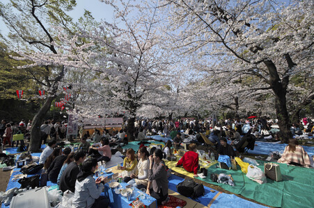 Kirschblüte in Tokio