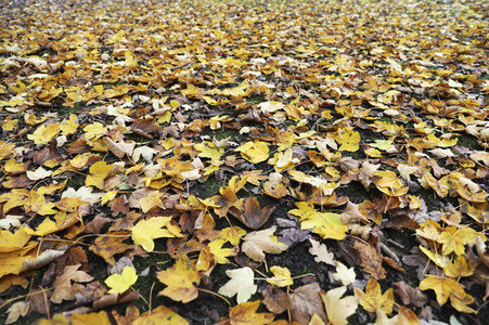 Herbstimpression Berlin