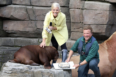 Walross Taufe im Tierpark Hagenbeck, Hamburg