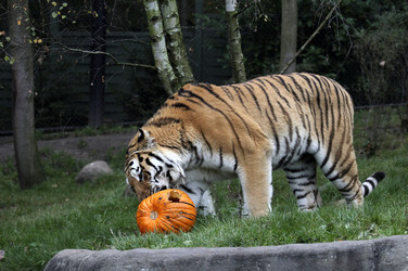 Halloween bei den Sibirischen Tigern, Hamburg