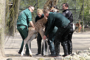 Giraffenunfall im Tierpark Hagenbeck, Hamburg
