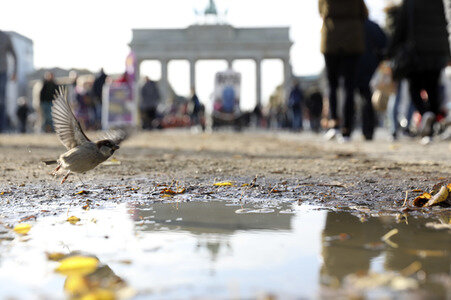Das Brandenburger Tor in Berlin im Herbst