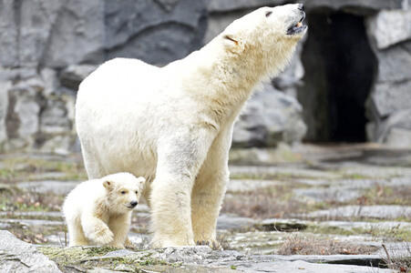 Fototermin mit Eisbärbaby in Berlin