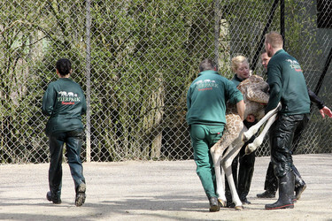 Giraffenunfall im Tierpark Hagenbeck, Hamburg