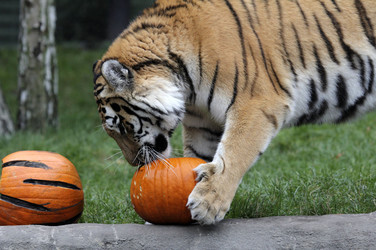 Halloween bei den Sibirischen Tigern, Hamburg