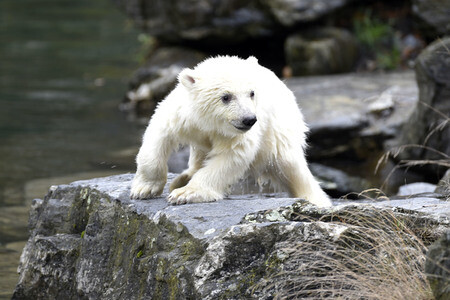Fototermin mit Eisbärbaby in Berlin