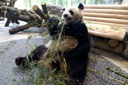 Eröffnung der Pandabären-Anlage im Zoo Berlin