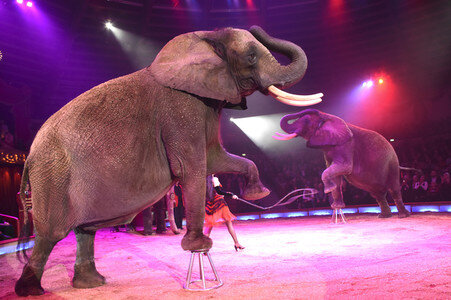 Circus Krone Premiere in München