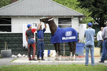 California Chrome bei den Belmont Stakes 2014, Elmont