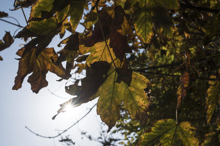 Symbolfoto Herbst