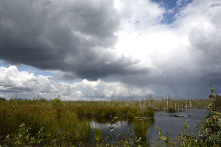 Totes Moor in Neustadt